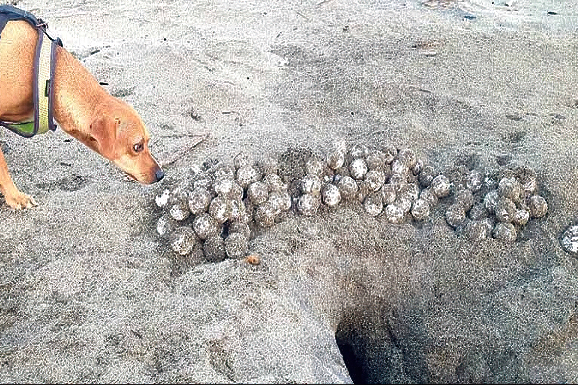 Coco the turtle rescuer