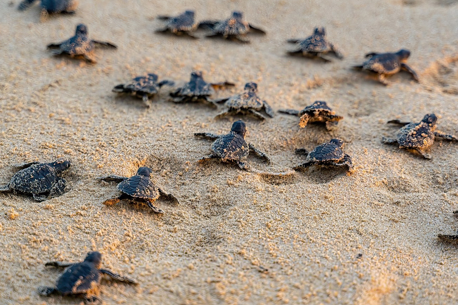 Villa Star of the Sea Sea Turtle Release